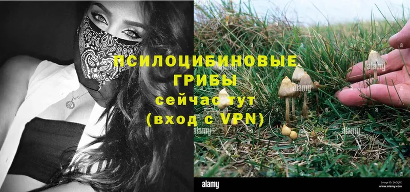 Галлюциногенные грибы Cubensis  Искитим 